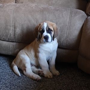 Meet your Posher, Bonnie